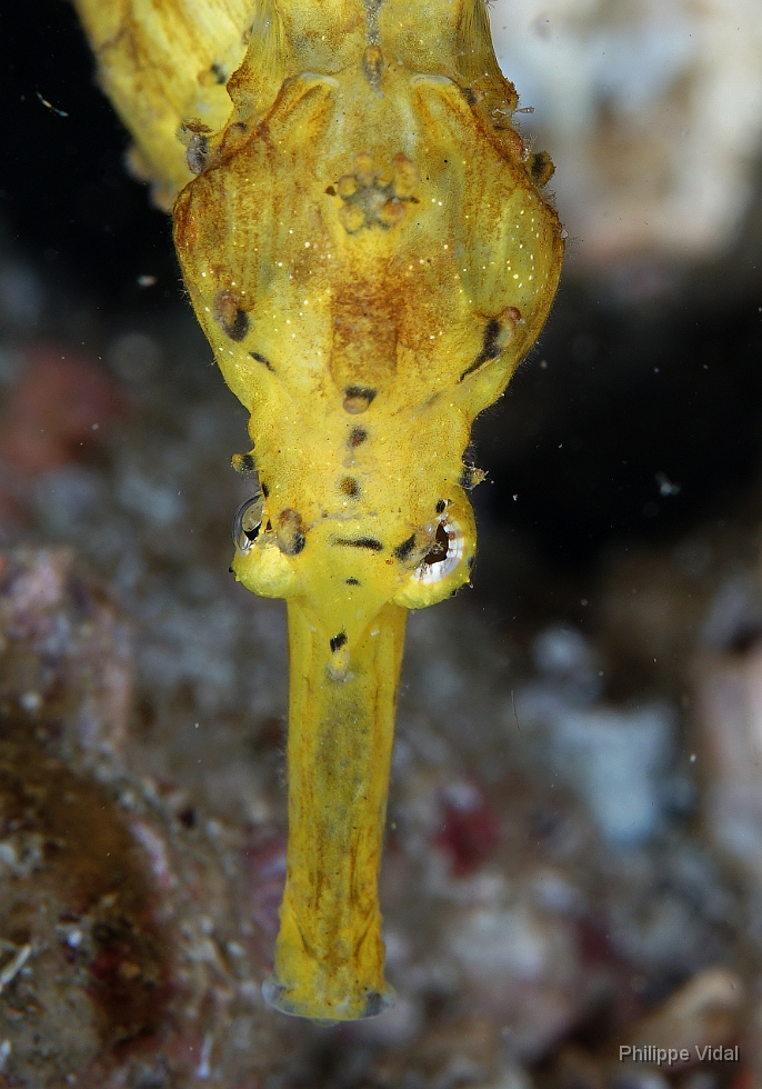 Birmanie - Mergui - 2018 - DSC02973 - Tigertail seahorse - Hippocampe a queuu tigree - Hippocampus comes.JPG